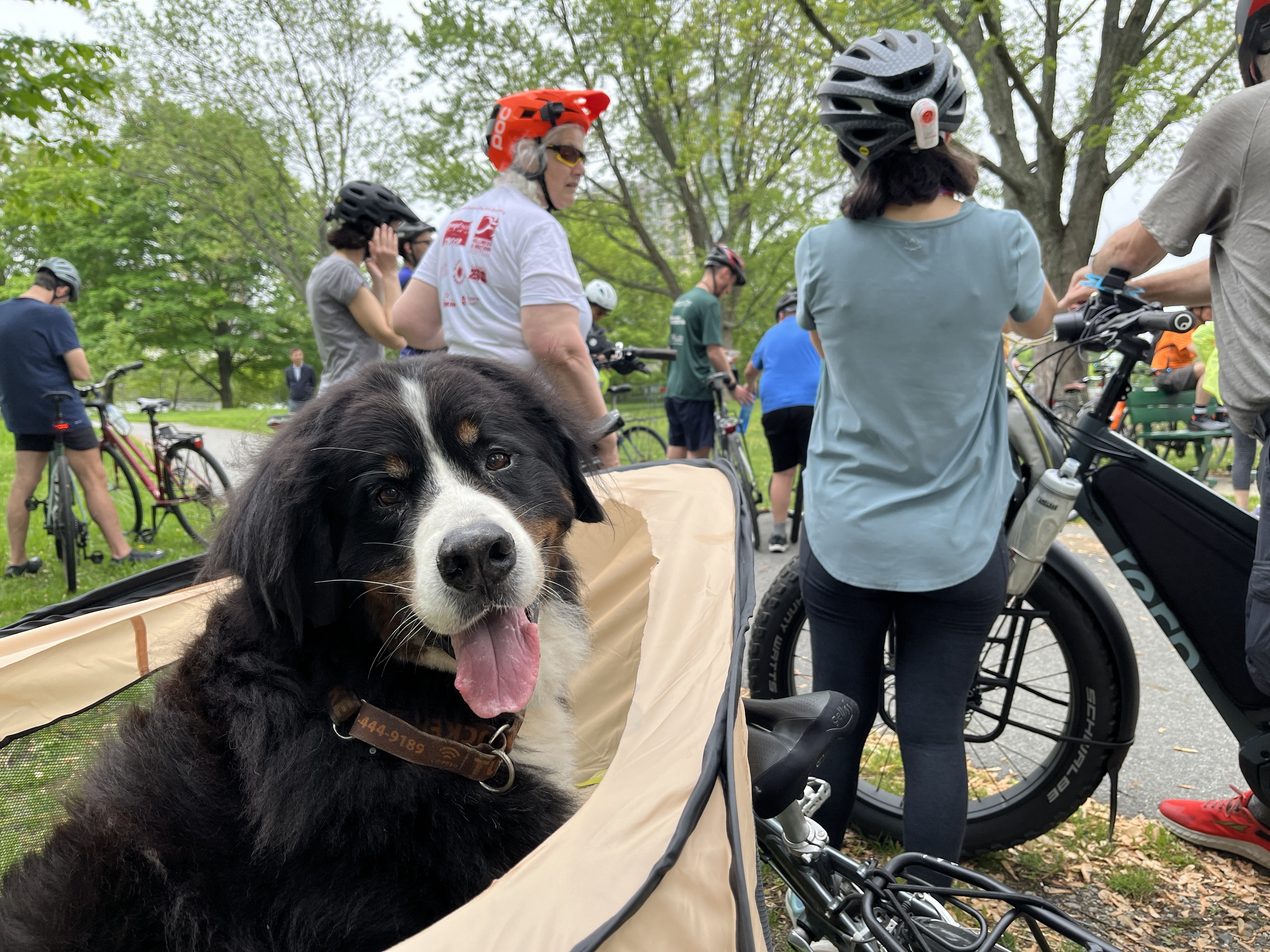 A dog enjoys a seat in a cargo bike during the community ride.