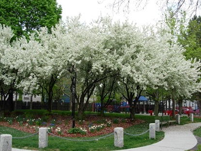 Costa Lopez Taylor Park in full bloom.