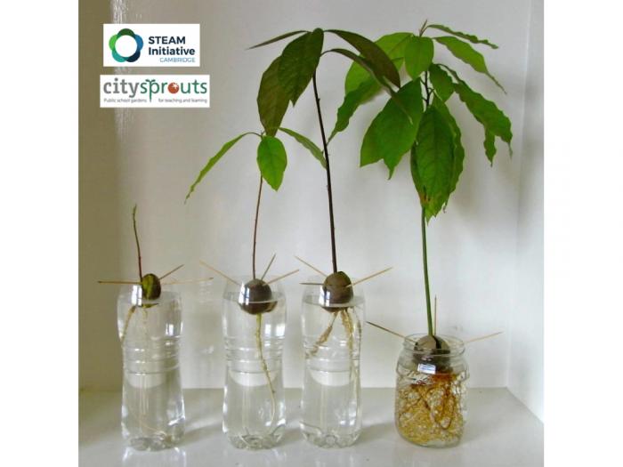 Seedling