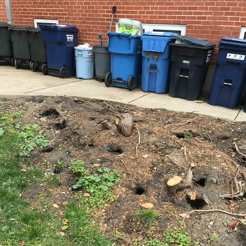 Multiple rat burrows are visible in a patch of dirt.
