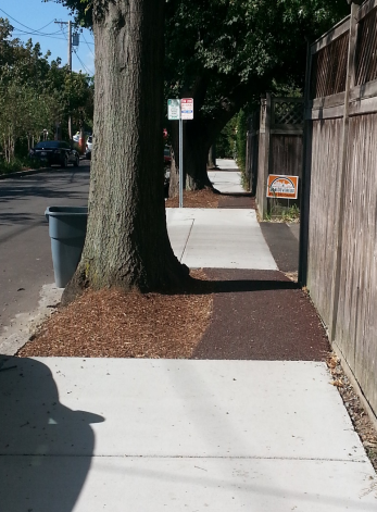 Flexible pavement used on the sidewalk beside a mature tree. The flexible pavement appears to have recently replaced damaged sidewalk that was originally there.