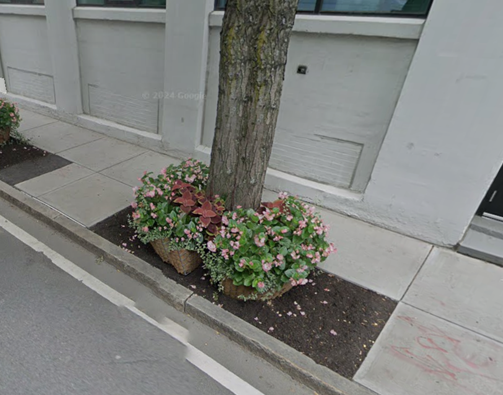 Planters filled with flowering plants placed around the trunk of a tree in a tree well.