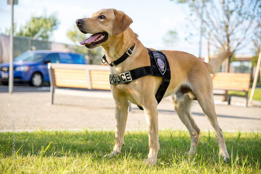 Retired K-9 Kevin
