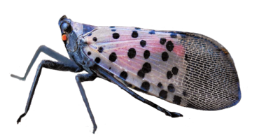 Photo of Spotted Lanternfly