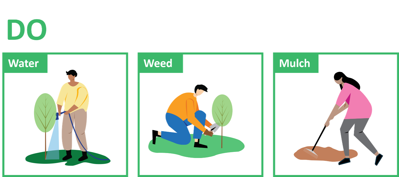 Watering Tree Graphic