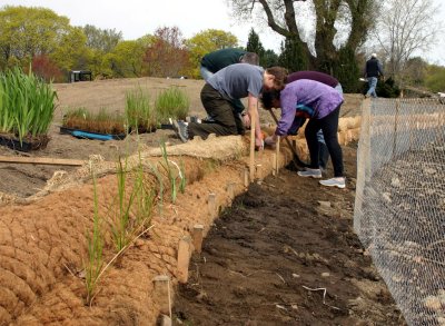 Volunteers planting in coir rolls.