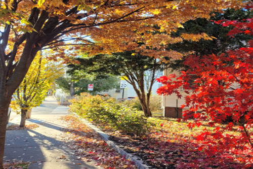 Street with bright fall colors on the trees