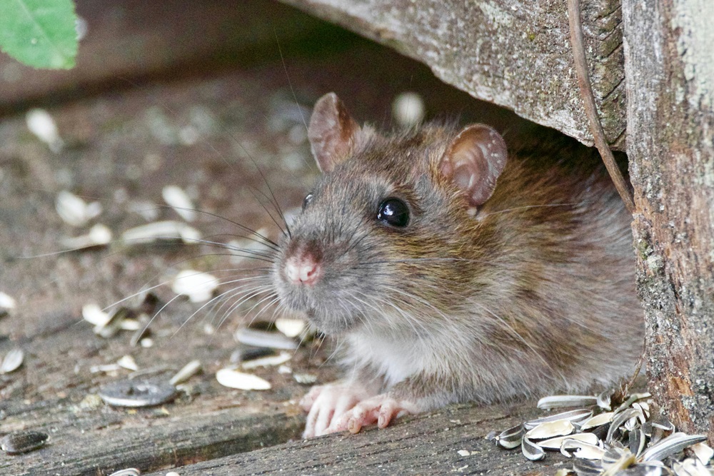 A rat peeks out from beneath a wooden structure.