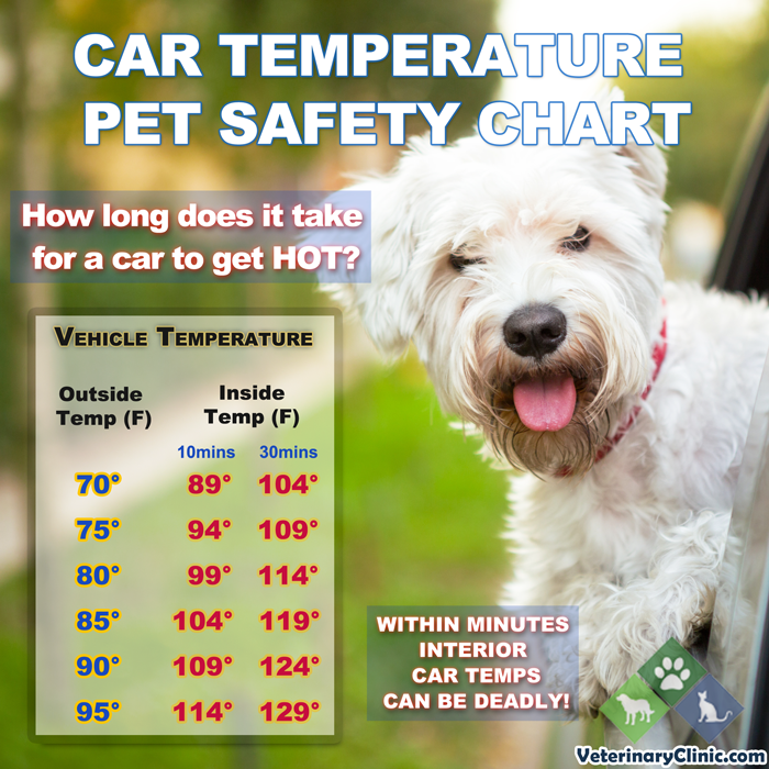 What Temperature Is Ok For Dogs Outside