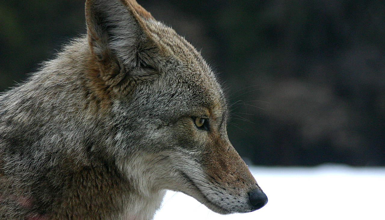 Tips for Preventing Conflicts with Coyotes