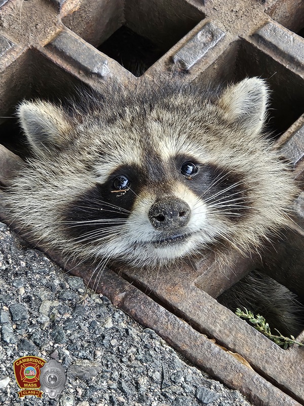 Racoon Rescue - Harvey St 1Aug2024 - group 2 - 1