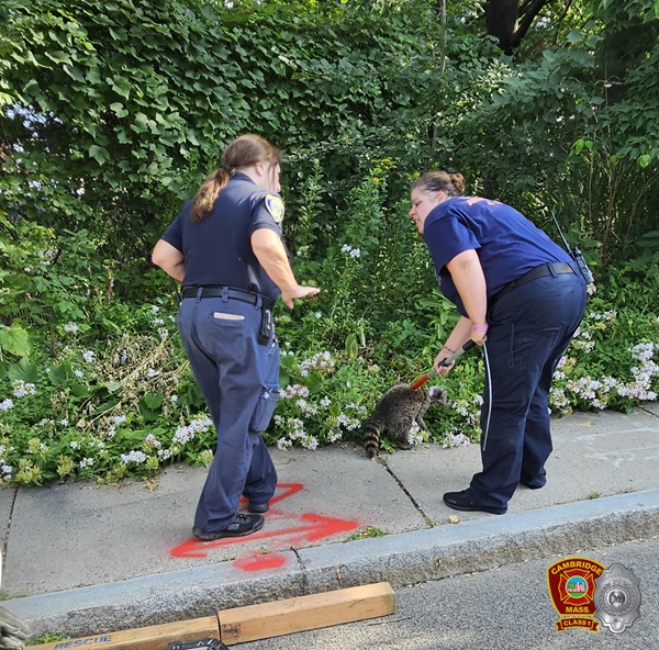 Racoon Rescue - Harvey St 1Aug2024 - group 2 - 6