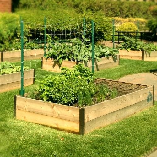 Raised garden bed with plants in it