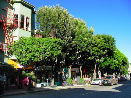 Street view with trees along the sidewalk