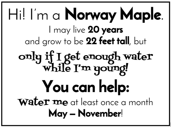 Norway Maple facts graphic