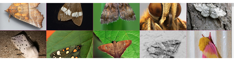 A collage of native moths to Massachusetts